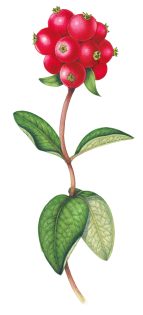 Honeysuckle berries 2 Lonicera pericylmenum