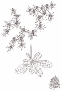 Juk juk or Culantro Eryngium foetidum