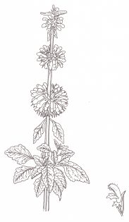 Klip dagga Leonotis nepetifolia