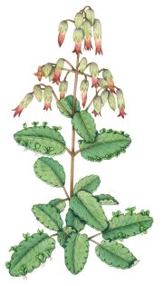Leaf of life Bryophyylum pinnatum or Kalanchoe pinnata
