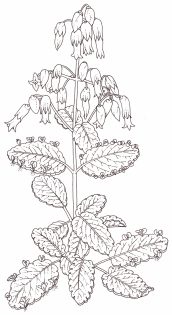Leaf of life Bryophyylum pinnatum or Kalanchoe pinnata ink
