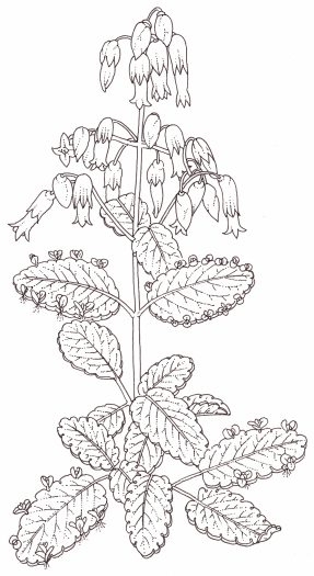 Leaf of life Bryophyllum