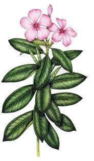 Madagascar periwinkle Catharanthus roseus