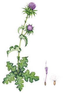 Milk thistle Silybum marianum – SOLD –