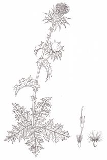 Milk thistle Silybum marianum