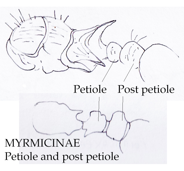 ant anatomy