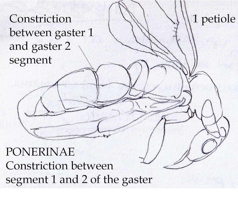 ant anatomy