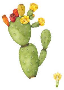 Prickly pear Opuntia ficus-indica