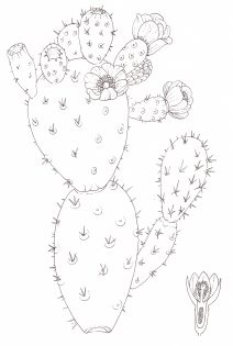 Prickly pear Opuntia ficus-indica