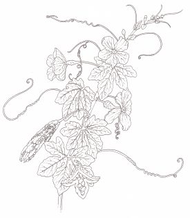 Pung coolie or Bitter melon Momordica charantia