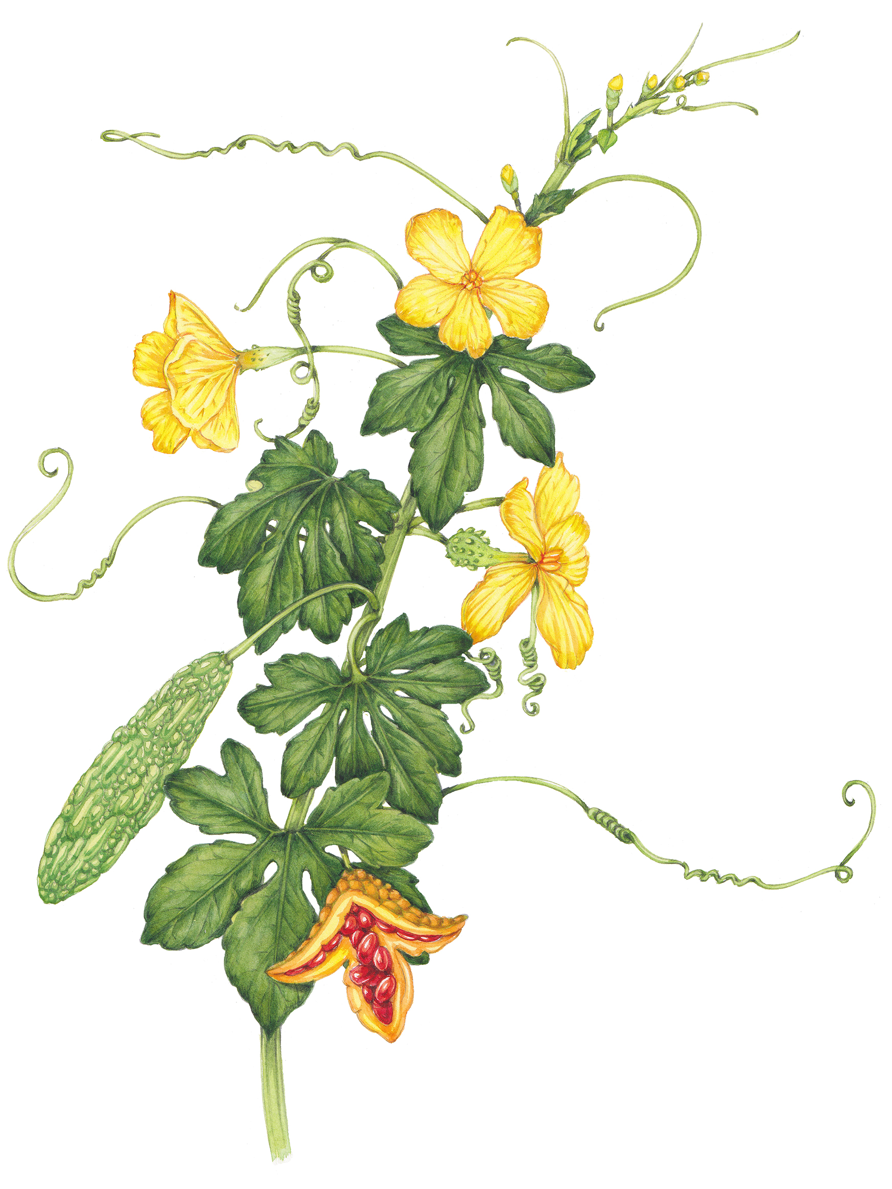 Watercolor Painting Botanical Art Book - Mama Likes This