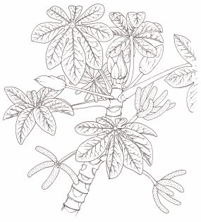 Trumpet bush Cecropia peltata