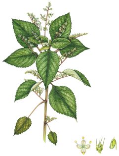 West Indian stinging nettle or Zouti laportea aestuans