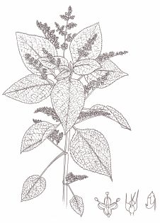 West Indian stinging nettle or Zouti laportea aestuans