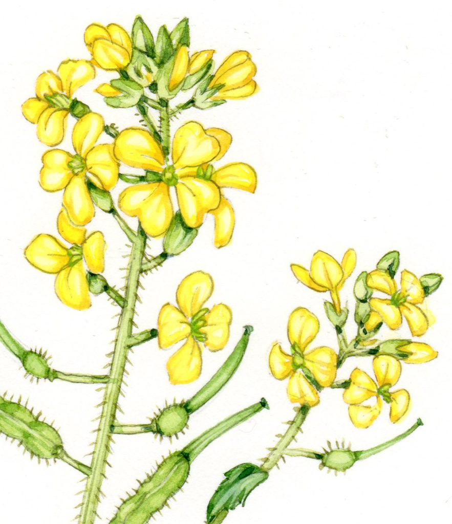 Illustrating Yellow flowers: Five approaches - Lizzie Harper