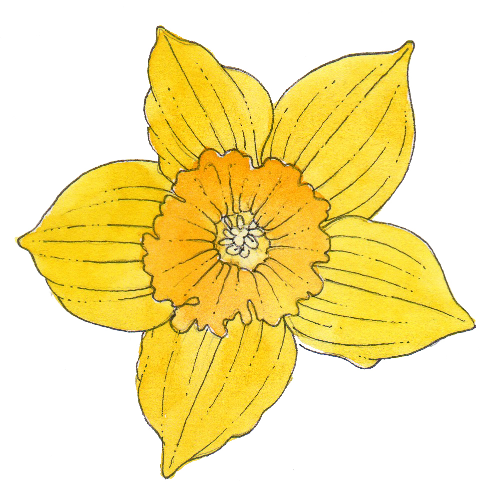 Yellows daffodil pen and ink Lizzie Harper