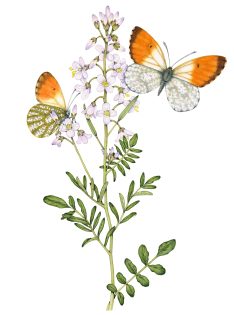 Orange-tip Butterflies and Cuckoo flower