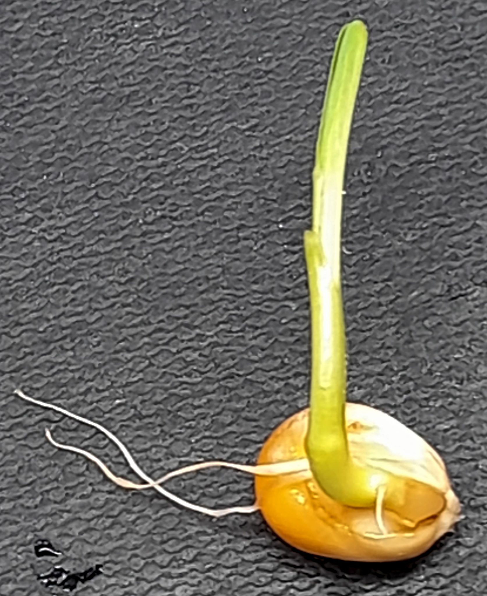 Monocot and Eudicot variety: Illustrations - Lizzie Harper