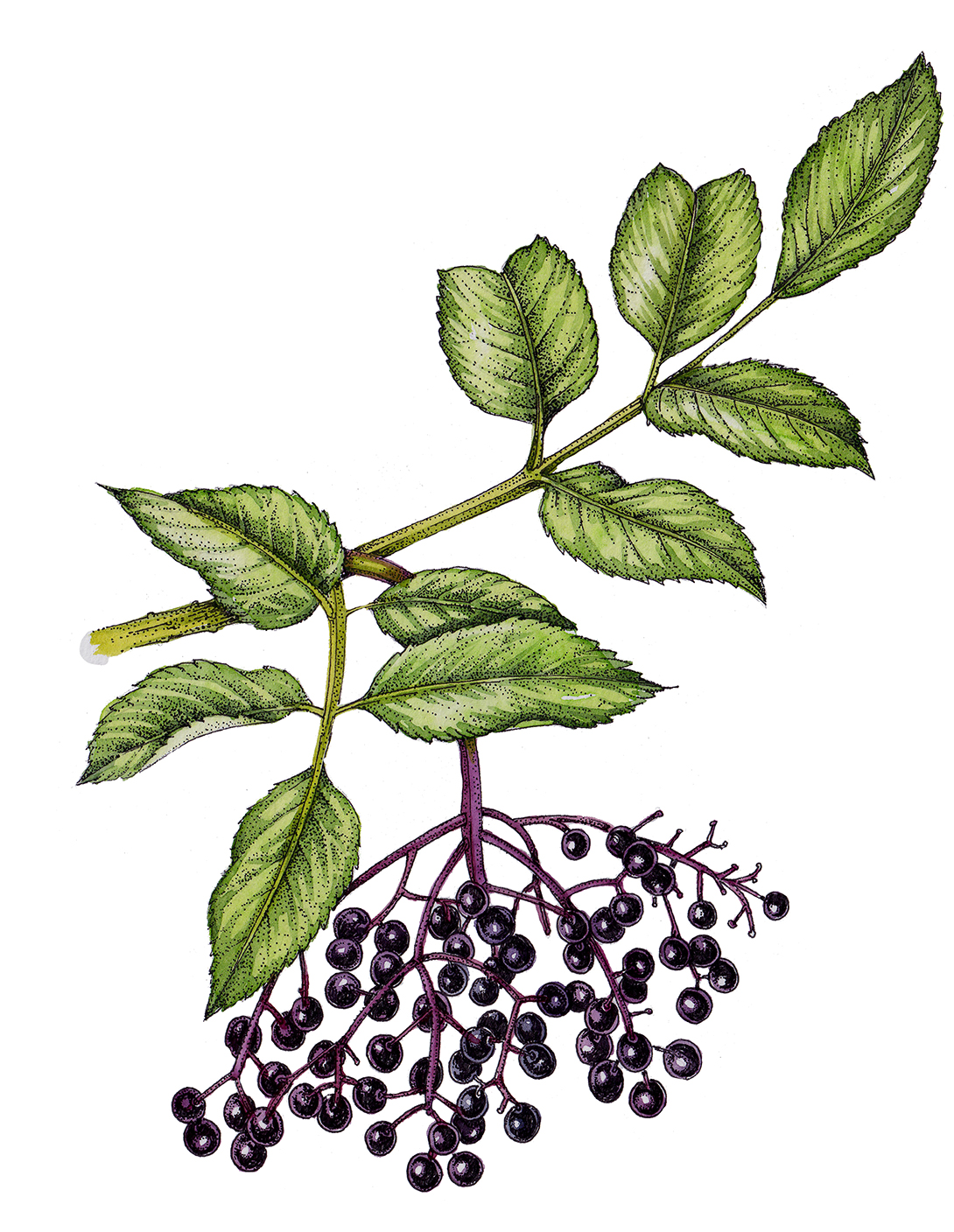 Elder berries and leaves