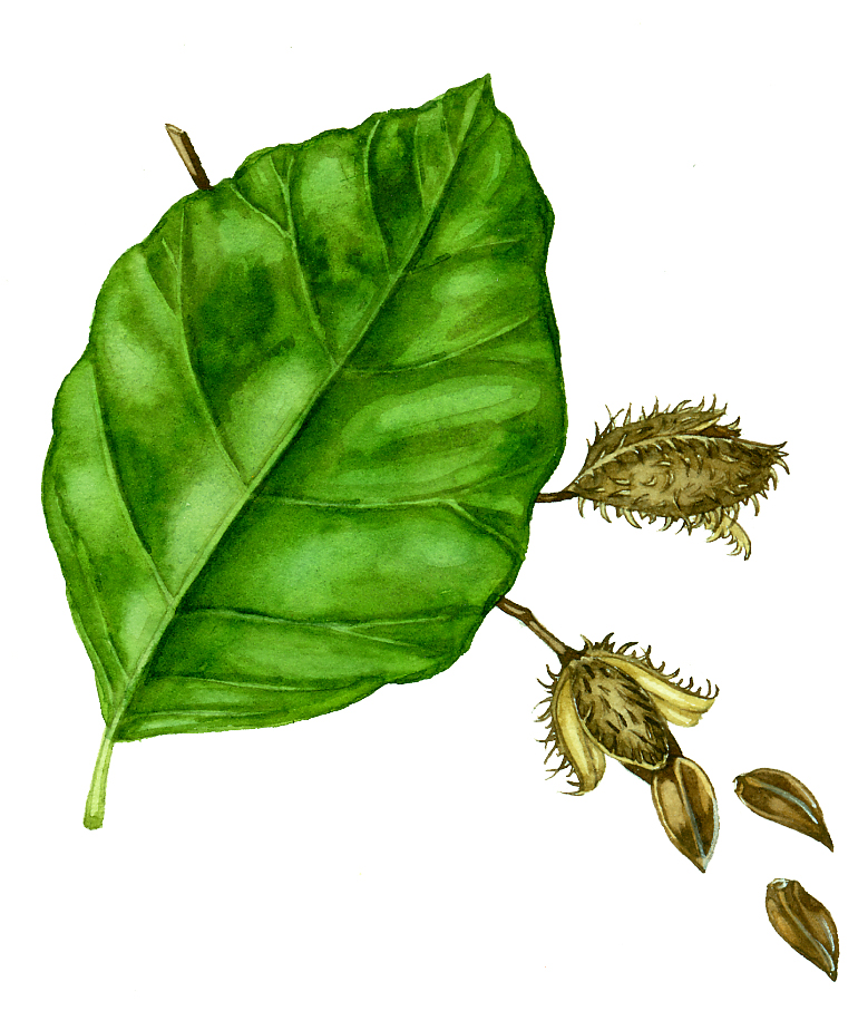 Leaf Shape: Margins, Venation and Position - Lizzie Harper