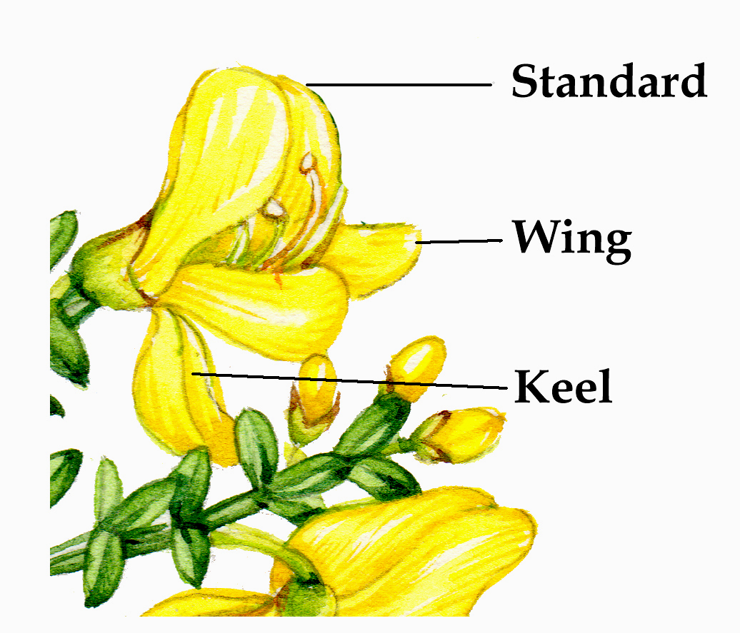 Broom Cystisus scoparius annotated flower Lizzie Harper