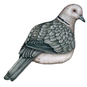 Collared dove Streptopelia decaocto seated