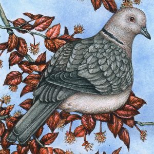 Collared dove Streptopelia decaocto in copper beech tree