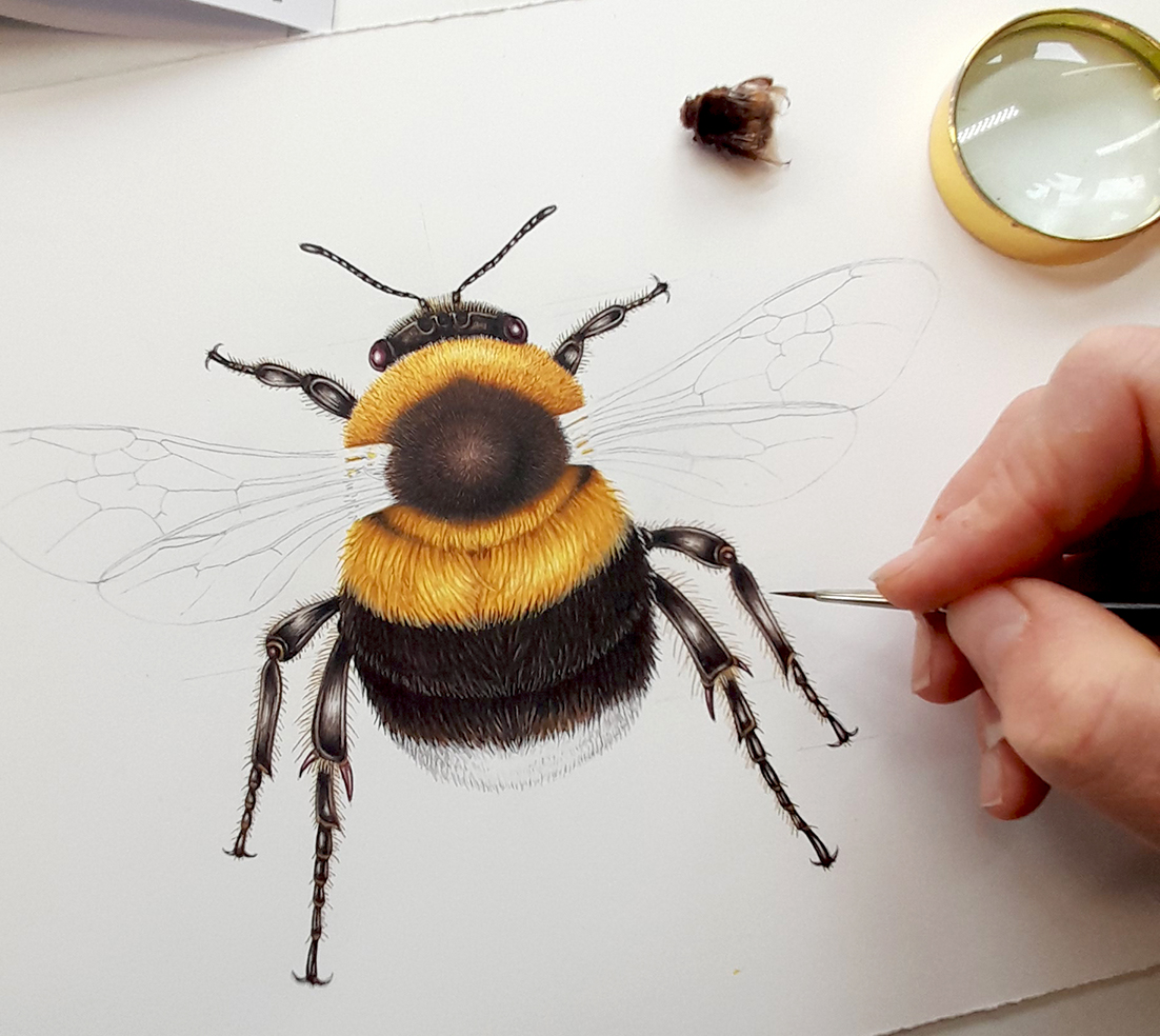 Garden bumblebee Bombus hortorum in progress 3 - Lizzie Harper