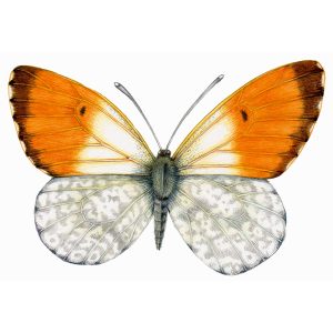 Orange-tip butterfly Anthocharis cardamines