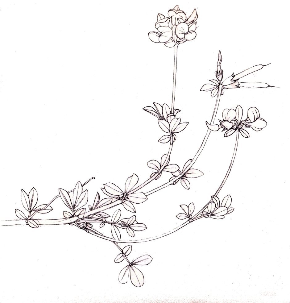 ROUGH Bird'sfoot trefoil Lizzie Harper