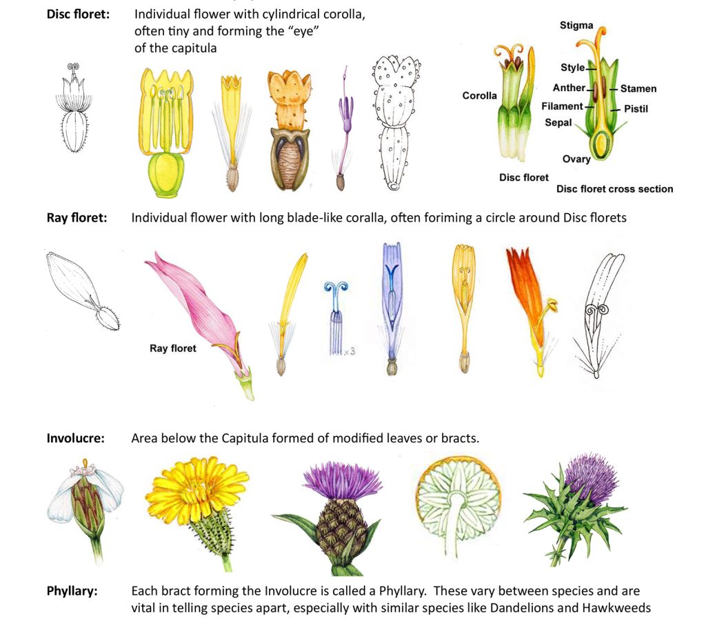 Composite Flowers Anatomy.indd - Lizzie Harper