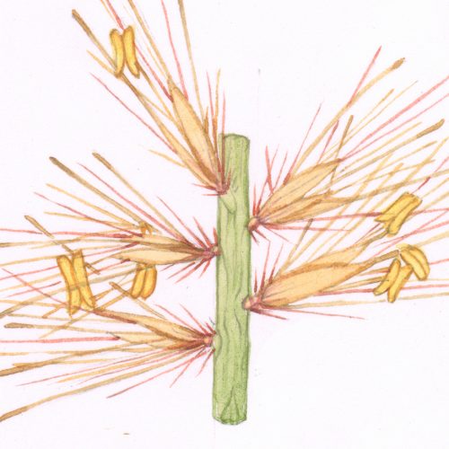 Fountain Grass