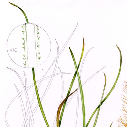 Fountain Grass