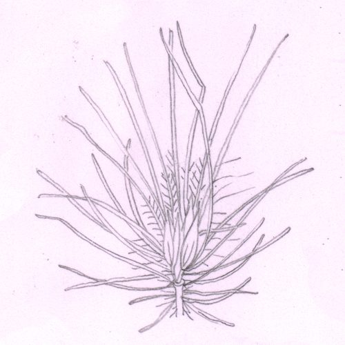 Fountain Grass