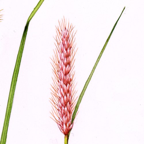 Fountain Grass