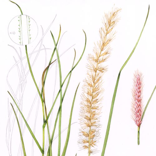 Fountain Grass