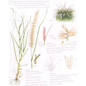 Fountain Grass Pennisetum setaceum