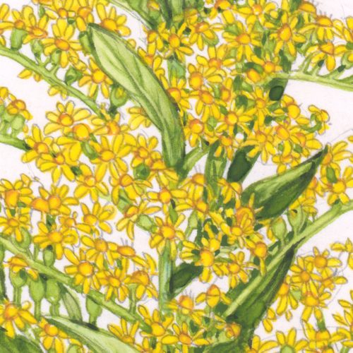 Early Goldenrod