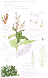 Garden Smartweed Himalayan Knotweed Sketchbook Study