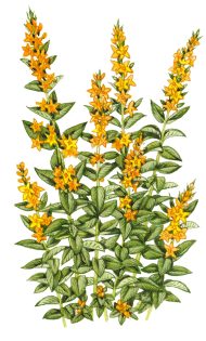 Large Yellow Loosestrife Lysimachia punctata