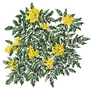 Mahonia Habit sketch Mahonia aquifolium