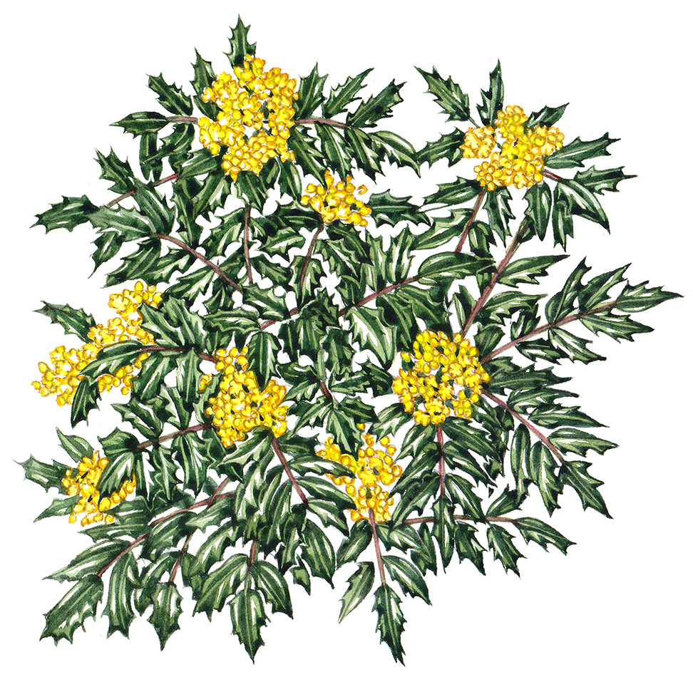 Mahonia Habit