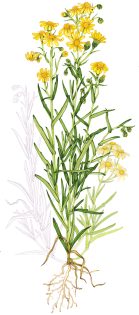 Narrow-leaved Ragwort Senecio inaequidens