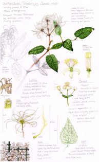 Traveller’s Joy Clematis vitalba Sketchbook study – SOLD –