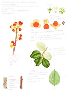 Asian Bittersweet Celastrus orbiculatus Sketchbook study sheet