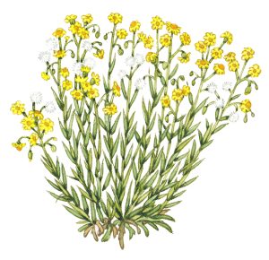 South African Ragwort Senecio inaequidens Habit sketch – SOLD –