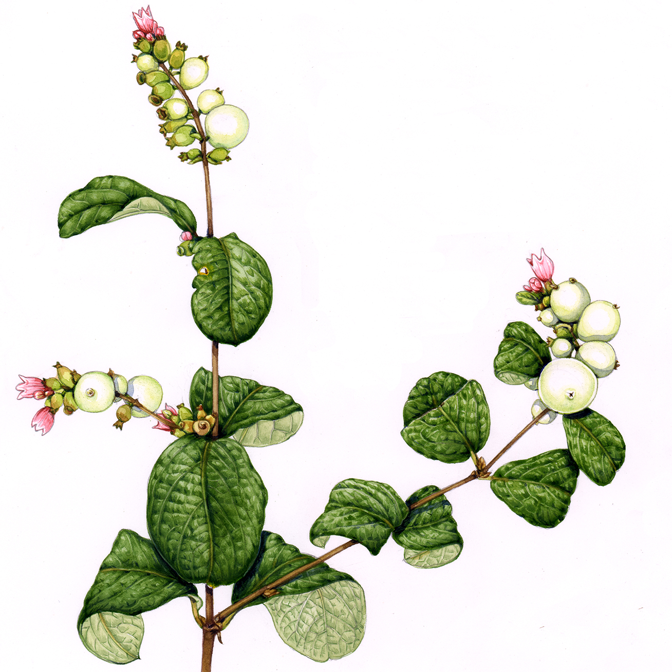 An Appreciation of Snowberry (Symphoricarpos albus) - WNPS Blog - Botanical  Rambles