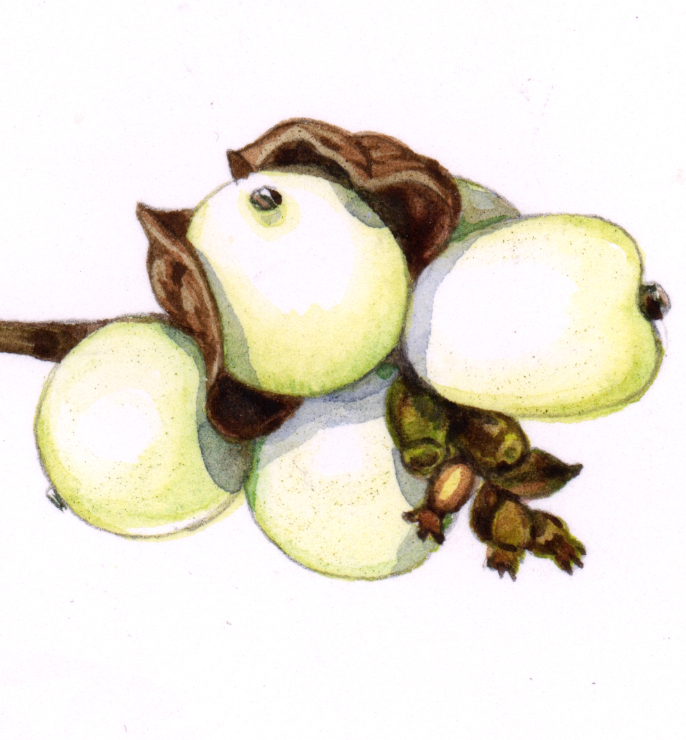 Snowberry sketchbook