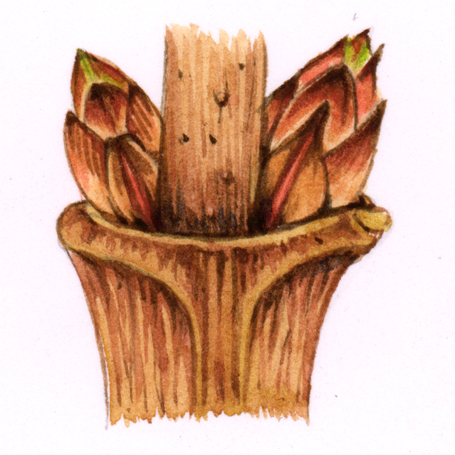 Snowberry sketchbook