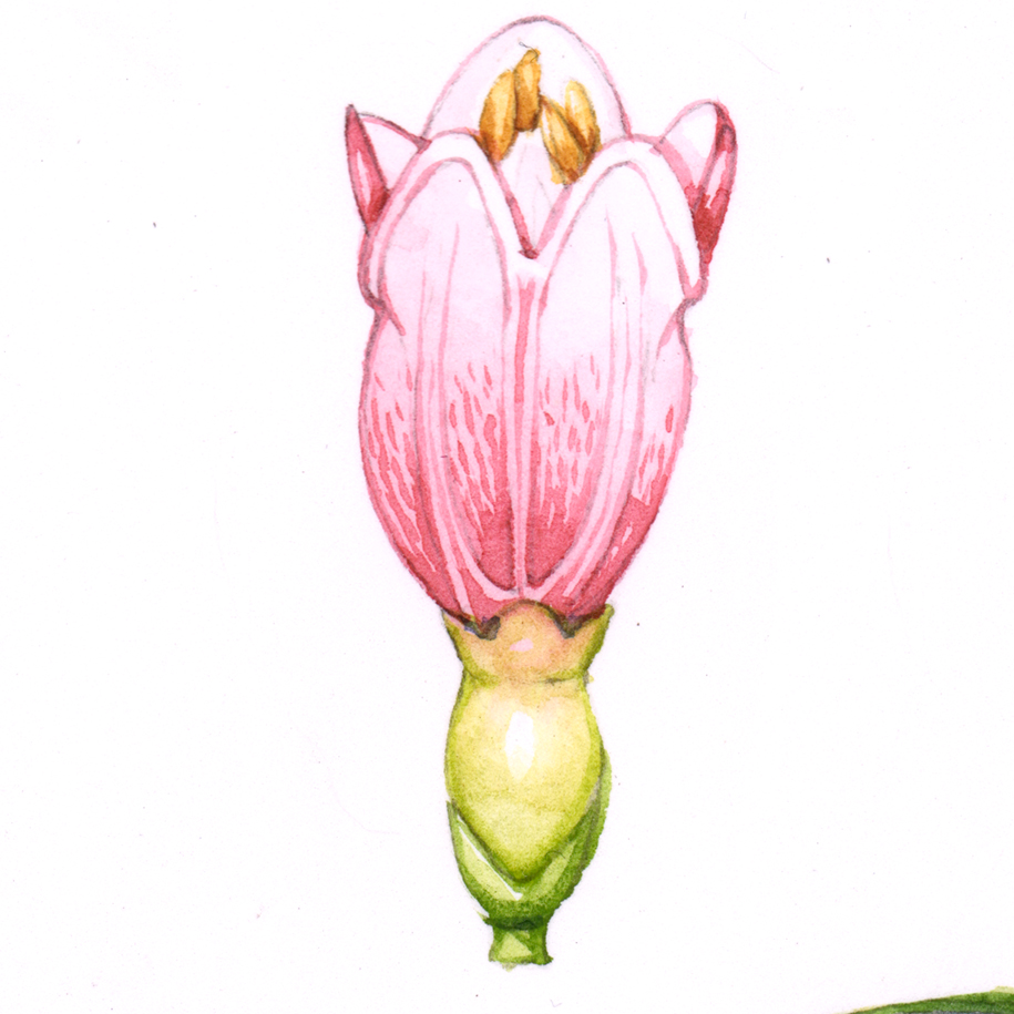 Snowberry sketchbook